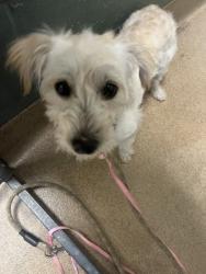 Shelter Stray Female Dog last seen Oakland, CA 94612, Oakland, CA 94601