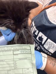 Shelter Stray Female Cat last seen Near magolia st, Oakland, CA, 1101 29th Ave, Oakland, CA 94601, USA