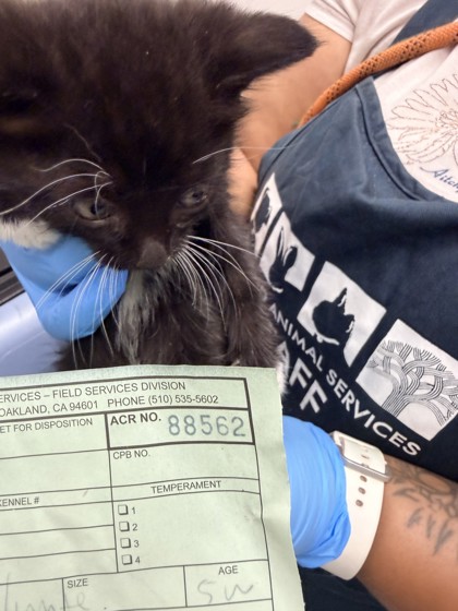 Shelter Stray Female Cat last seen Near magolia st, Oakland, CA, 1101 29th Ave, Oakland, CA 94601, USA
