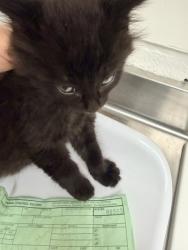 Shelter Stray Male Cat last seen Near magolia st, Oakland, CA, 1101 29th Ave, Oakland, CA 94601, USA