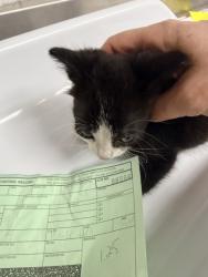 Shelter Stray Male Cat last seen Near magolia st, Oakland, CA, 1101 29th Ave, Oakland, CA 94601, USA
