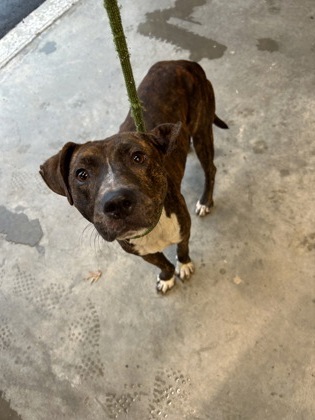 Shelter Stray Male Dog last seen Near Rico Rd, Chattahoochee Hills, GA, 1251 Fulton Industrial Blvd NW, Atlanta, GA 30336, USA