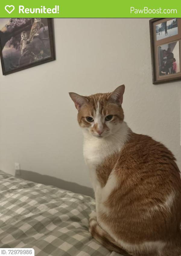 Reunited Male Cat last seen E Dartmouth Ave , Denver, CO 80222