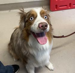 Shelter Stray Male Dog last seen Lexington Avenue, El Cajon, CA, 92020, El Cajon, CA 92020