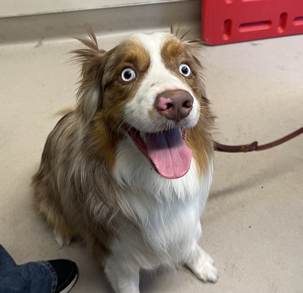 Shelter Stray Male Dog last seen Lexington Avenue, El Cajon, CA, 92020, El Cajon, CA 92020