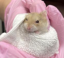 Shelter Stray Female Other last seen Near Town Center Parkway, Santee, CA, 92071, El Cajon, CA 92020, USA
