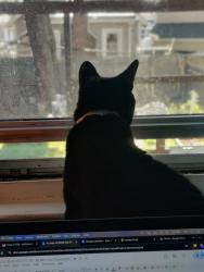 Shelter Stray Male Cat last seen Crotona Parkway, BRONX, NY, 10460, 326 E 110th St, New York, NY 10029, USA