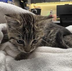 Shelter Stray Female Cat last seen Near E 15th Avenue, Escondido, CA, 92025, Escondido, CA 92027, USA