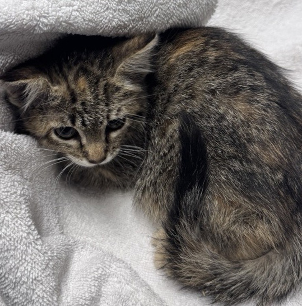 Shelter Stray Female Cat last seen Near E 15th Avenue, Escondido, CA, 92025, Escondido, CA 92027, USA