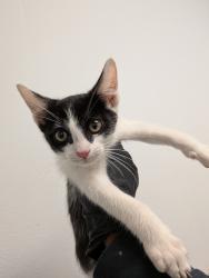 Shelter Stray Male Cat last seen Near Santa Christina Court, San Diego CA, San Diego, CA, 92154, 5500 Gaines St, San Diego, CA 92110, USA