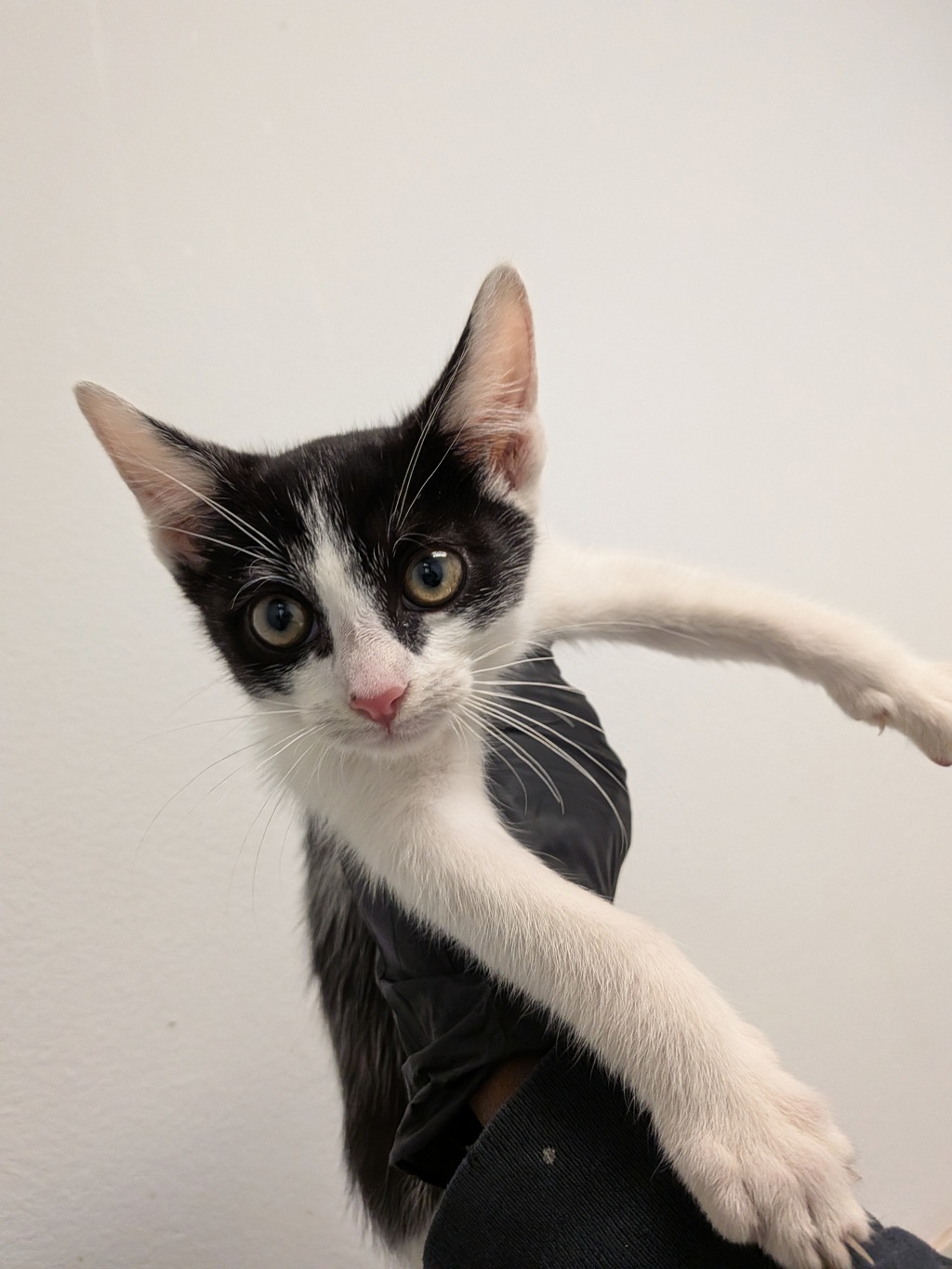 Shelter Stray Male Cat last seen Near Santa Christina Court, San Diego CA, San Diego, CA, 92154, 5500 Gaines St, San Diego, CA 92110, USA
