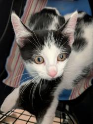Shelter Stray Female Cat last seen Near Santa Christina Court, San Diego CA, San Diego, CA, 92154, 5500 Gaines St, San Diego, CA 92110, USA