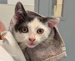 Shelter Stray Male Cat last seen Near Hilltop Drive, San Diego, CA, 92102, 5500 Gaines St, San Diego, CA 92110, USA