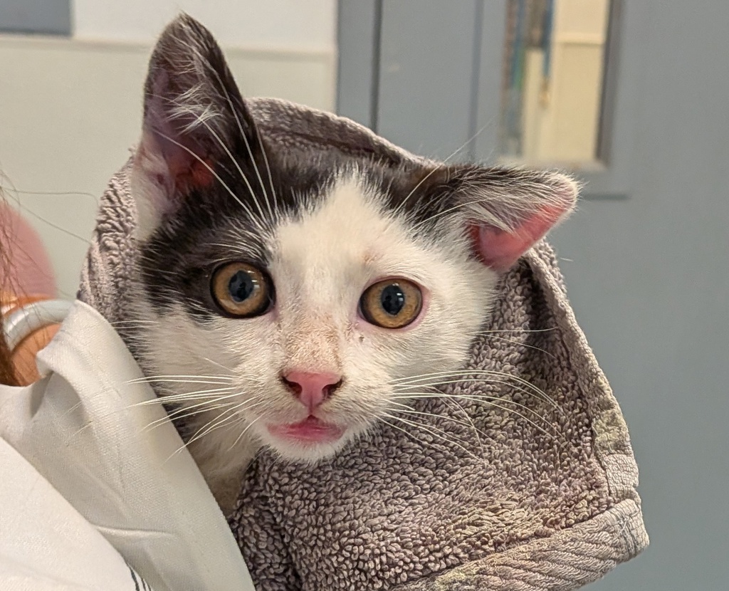 Shelter Stray Male Cat last seen Near Hilltop Drive, San Diego, CA, 92102, 5500 Gaines St, San Diego, CA 92110, USA