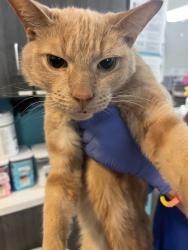 Shelter Stray Male Cat last seen Near E Grand Avenue, Escondido, CA, 92027, Escondido, CA 92027, USA