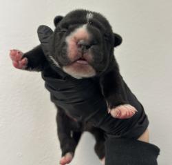 Shelter Stray Male Dog last seen Westinghouse Street, San Diego, CA, 92111, 5500 Gaines St, San Diego, CA 92110, USA