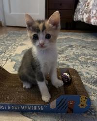 Shelter Stray Female Cat last seen Near Grove Avenue, Imperial Beach, CA, 91932, San Diego, CA 92110