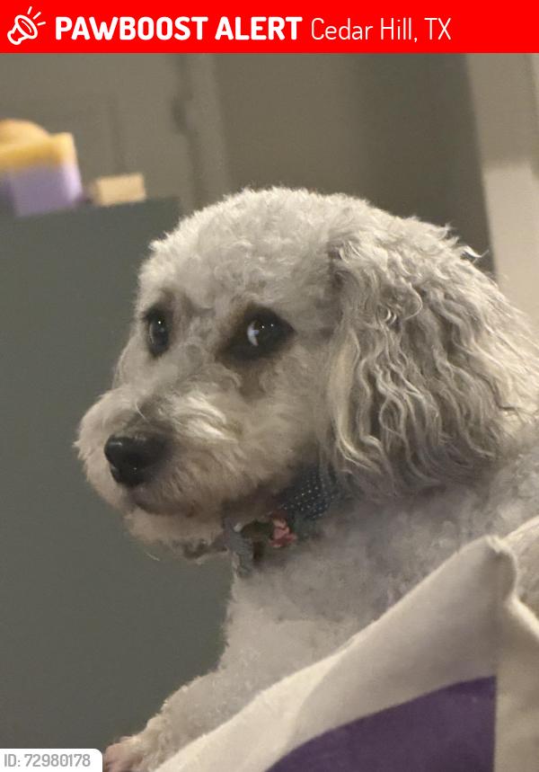 Lost Female Dog last seen Bear Creek and Crocker Hill, Cedar Hill, TX 75154