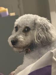 Lost Female Dog last seen Bear Creek and Crocker Hill, Cedar Hill, TX 75154