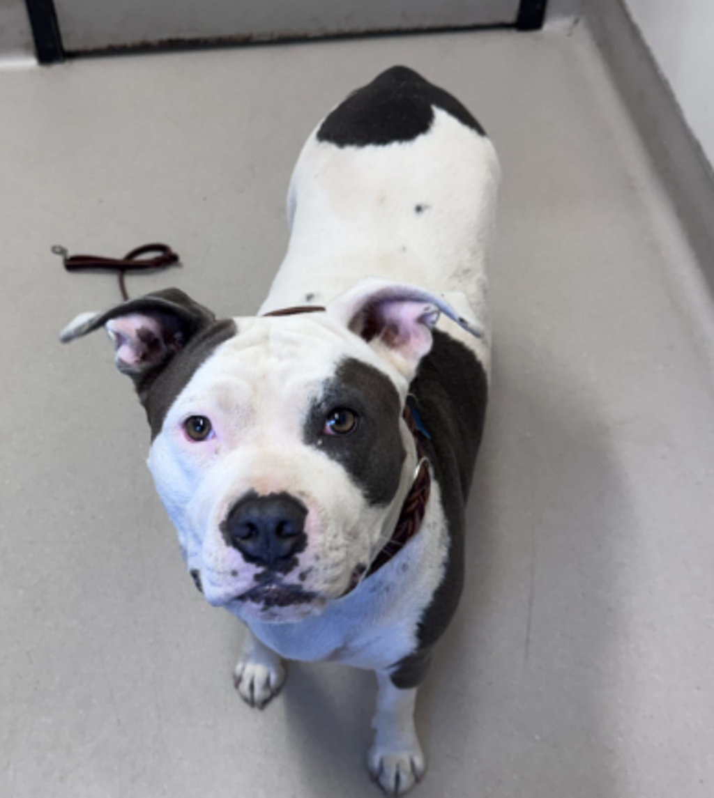 Shelter Stray Female Dog last seen Near N 2nd Street, El Cajon, CA, 92021, El Cajon, CA 92020