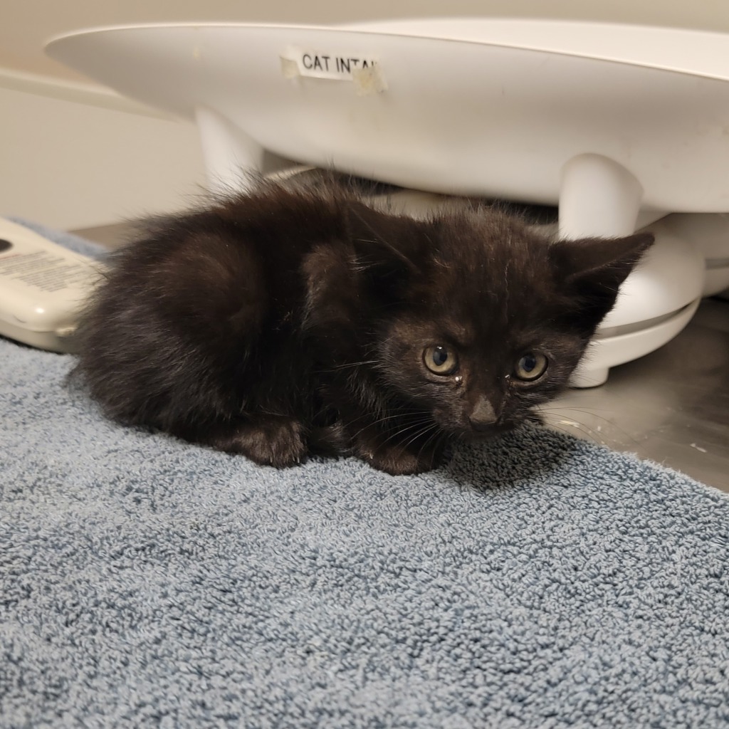 Shelter Stray Female Cat last seen Near Williams Street, SAN LEANDRO, CA, 94577, 8323 Baldwin St, Oakland, CA 94621, USA
