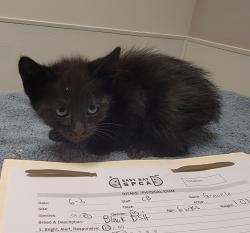 Shelter Stray Male Cat last seen Near Williams Street, SAN LEANDRO, CA, 94577, 8323 Baldwin St, Oakland, CA 94621, USA