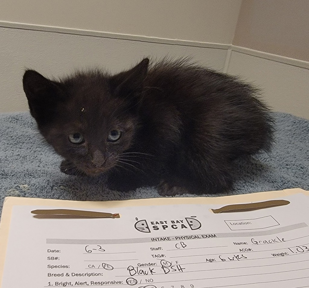 Shelter Stray Male Cat last seen Near Williams Street, SAN LEANDRO, CA, 94577, 8323 Baldwin St, Oakland, CA 94621, USA