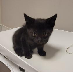 Shelter Stray Male Cat last seen Near Williams Street, SAN LEANDRO, CA, 94577, 8323 Baldwin St, Oakland, CA 94621, USA