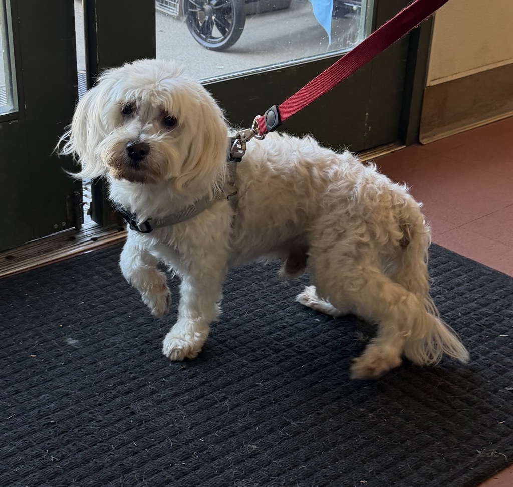 Shelter Stray Male Dog last seen Redwood Rd, CASTRO VALLEY, CA, 94546, Oakland, CA 94621