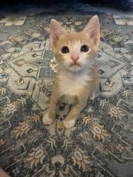 Shelter Stray Male Cat last seen Near Grove Avenue, Imperial Beach, CA, 91932, San Diego, CA 92110