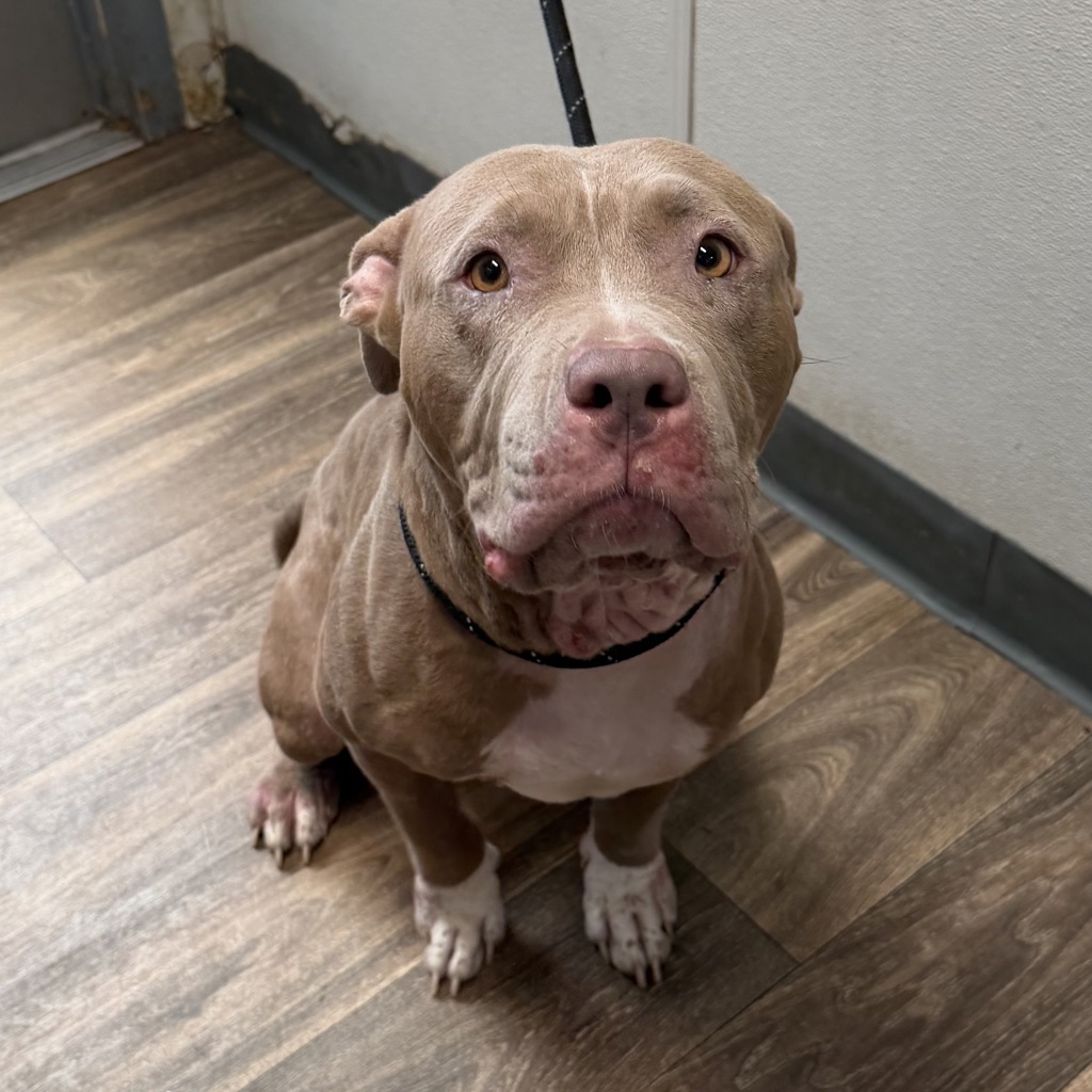 Shelter Stray Female Dog last seen Near E Lexington Avenue, El Cajon, CA, 92021, 5500 Gaines St, San Diego, CA 92110, USA