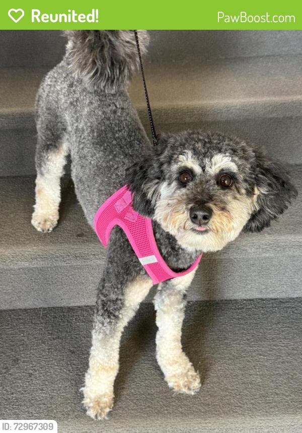 Reunited Female Dog last seen Back of a field on 59th street , Ankeny, IA 50021