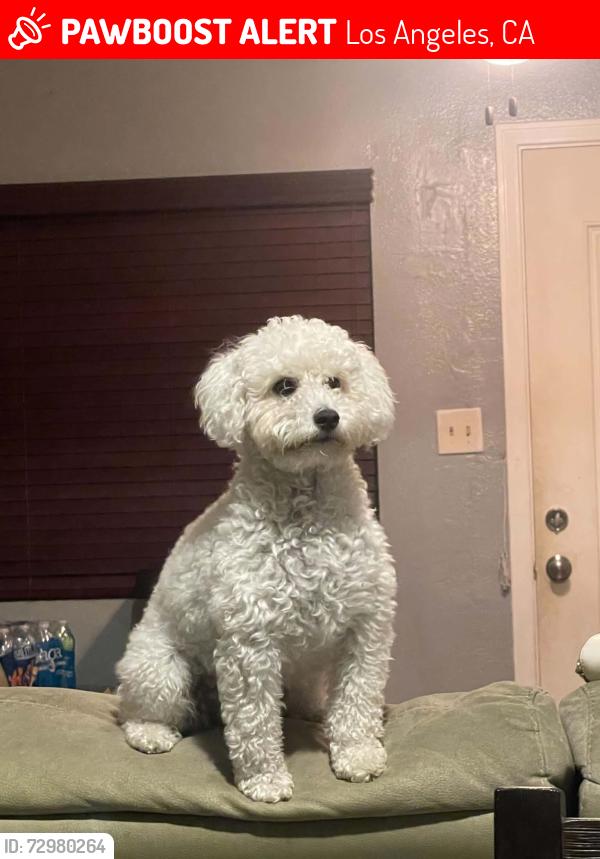 Lost Female Dog last seen Central and McKinley , Los Angeles, CA 90044