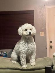 Lost Female Dog last seen Central and McKinley , Los Angeles, CA 90044