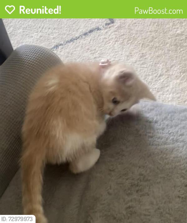 Reunited Female Cat last seen Near N Daisy Ave , Highland Springs, VA 23075