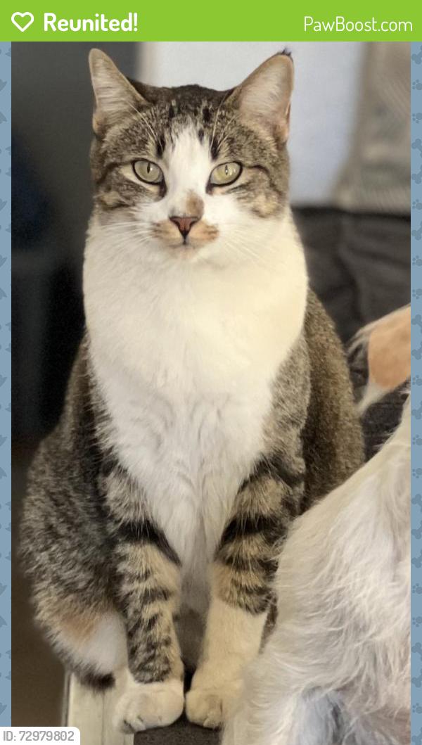 Reunited Female Cat last seen Camino al Norte and Lone Mountain, North Las Vegas, NV 89031