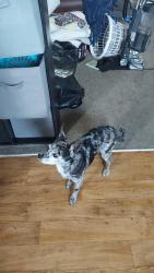 Reunited Male Dog last seen Fourth plain and 105th ave, Vancouver, WA 98662