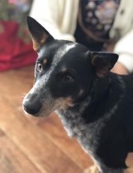 Reunited Female Dog last seen Casa Oro Drive and El Cajon, Yorba Linda, CA 92886