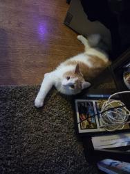 Reunited Male Cat last seen US 31 South and Tracy Road, New Whiteland, IN 46184