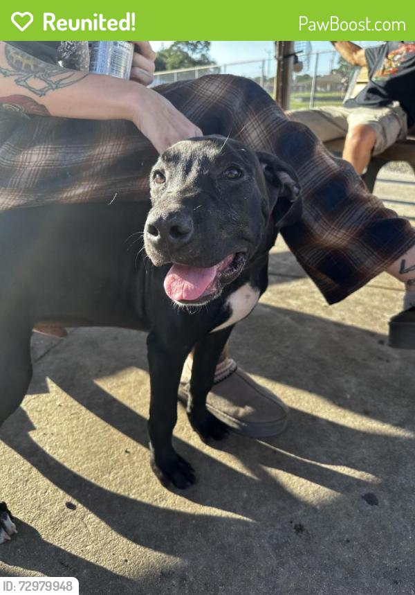 Reunited Male Dog last seen Hannah, Tampa, FL 33614