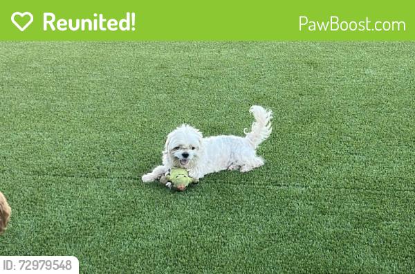 Reunited Male Dog last seen Near W Coolidge St, Phoenix, AZ 85037, USA, Phoenix, AZ 85037
