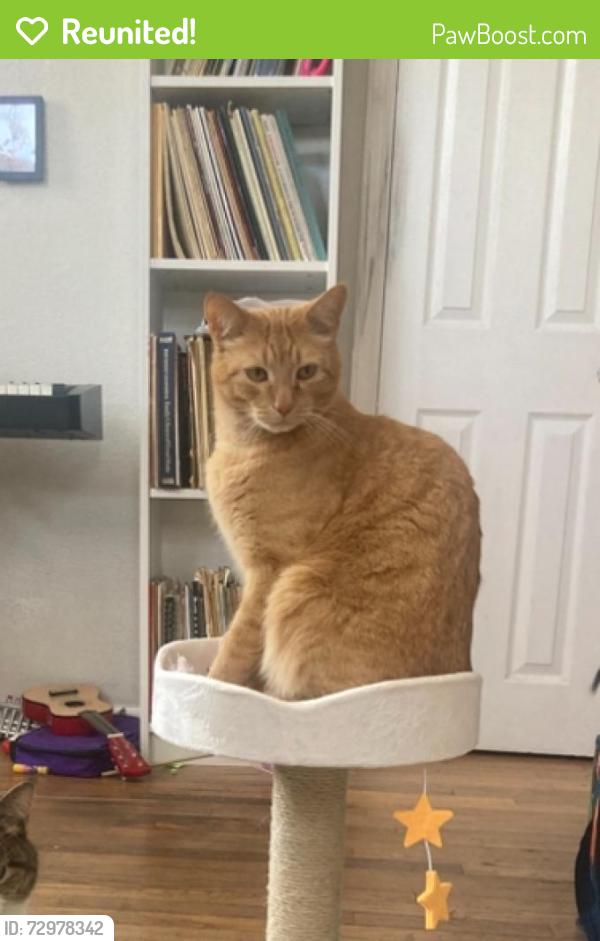 Reunited Male Cat last seen 35th and Tennyson , Denver, CO 80212