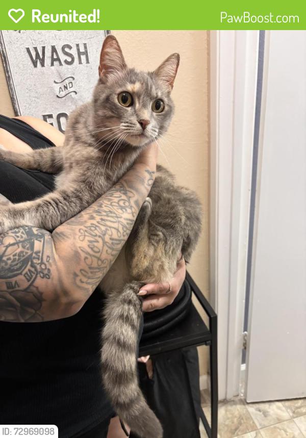 Reunited Unknown Cat last seen Baywood Square, San Jose, CA 95132, USA, San Jose, CA 95132