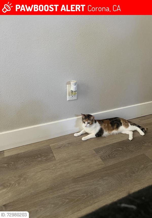 Lost Female Cat last seen Lincoln & Pomona rd, Corona, CA 92882
