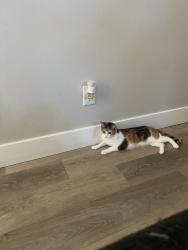 Lost Female Cat last seen Lincoln & Pomona rd, Corona, CA 92882