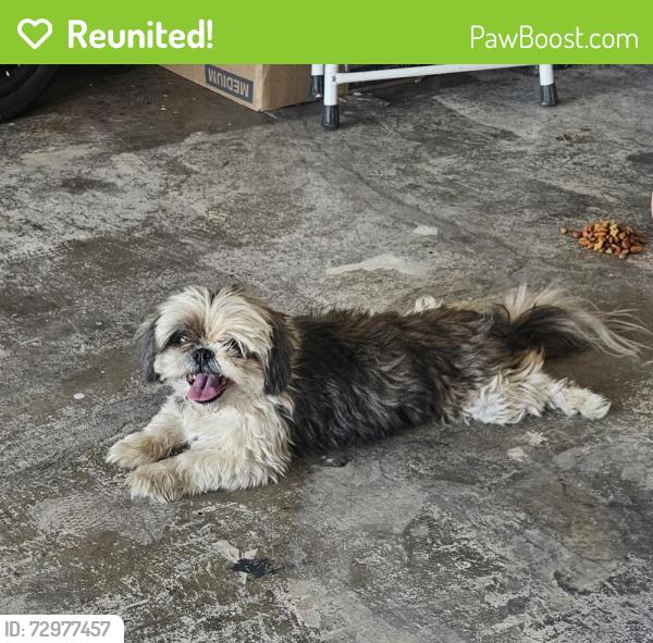 Reunited Female Dog last seen Walnut Ave/Blanchard, Fontana, CA 92336