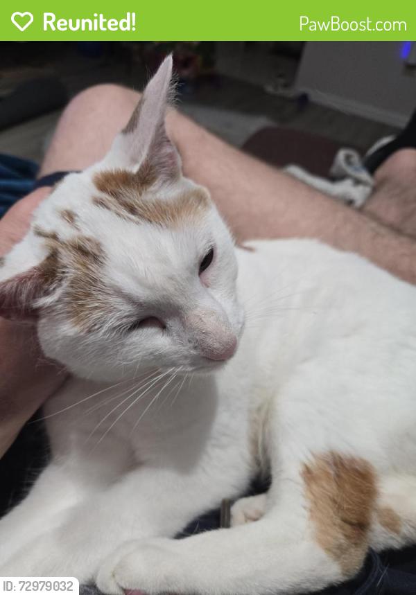 Reunited Female Cat last seen Windstone CT and Stoneview RD, Bloomington, IN 47403