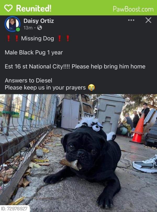 Reunited Male Dog last seen Palm Avenue, National City, CA 91950