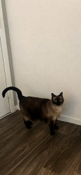 Reunited Male Cat last seen Bella Terra apmts, Henderson, NV 89012