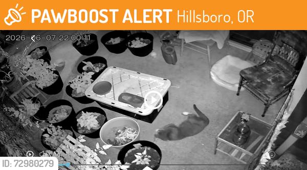Found/Stray Unknown Cat last seen Commons at Verandas , Hillsboro, OR 97124